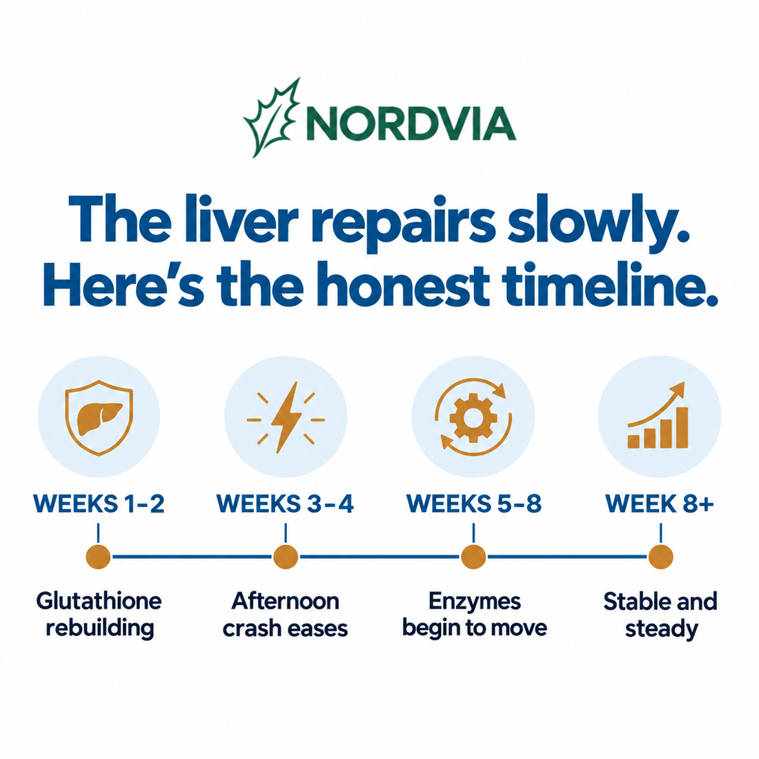 The liver repairs slowly - the honest 60 day timeline